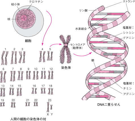 AGAは遺伝するので遺伝子診断で調べましょう